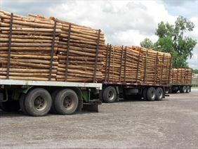 transport drewna, Tartak Okalewo Jarosław Lewandowski, Okalewo