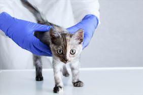 opieka weterynaryjna, Na Wiejskiej Gabinet Weterynaryjny Marcin Marciniak, Brodnica