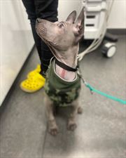 specjalistyczna przychodnia weterynaryjna Livet