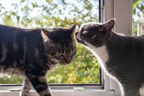 behawioryzm kotów, Kocia Strefa Katarzyna Kaczmarek, Tarnowskie Góry