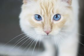 terapia behawioralna dla kota, Kocia Strefa Katarzyna Kaczmarek, Tarnowskie Góry