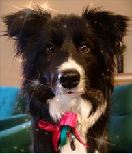 salon fryzjerski dla psów, Stylowy Pupil Ewa Szeląg, Tychy