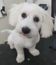 salon fryzjerski dla psów, Stylowy Pupil Ewa Szeląg, Tychy