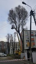 wycinka drzew, Tc Services Sp. z o.o., Sosnowiec