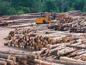 drewno, PPD Gródków Spółka z ograniczoną odpowiedzialnośćią, Gródków