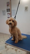 strzyżenie psów, Dżeki Salon Pielęgnacji Psów Dorota Worwa, Nowy Targ