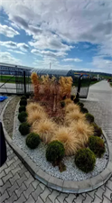 skalniak ogrodowy, Perfect Garden Usługi Ogrodnicze Anna Pasiut, Trzetrzewina
