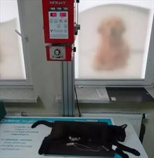 leczenie kotów, Zwierzaki Przychodnia Weterynaryjna Tomasz Suder, Gdów