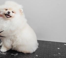 psi fryzjer cięcie sierści, Zwierzaki Przychodnia Weterynaryjna Tomasz Suder, Gdów