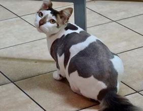 profilaktyka weterynaryjna kot, Zwierzaki Przychodnia Weterynaryjna Tomasz Suder, Gdów