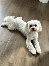 pies po strzyżeniu, Salon Pielęgnacji Psów HACHIKO, Kielce