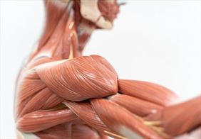 badania mięśni, Prywatny Gabinet neurologiczny Wojciech Kieliś, Łódź