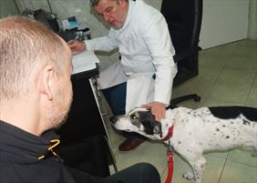 badania zwierząt, Amadeusz Pilichowski Przychodnia weterynaryjna, Łódź
