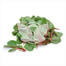 Burak Seren, Sklep Internetowy dlaroslin.pl, Sieradz