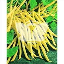 Fasola Rocdor, Sklep Internetowy dlaroslin.pl, Sieradz