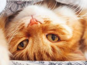 leczenie kotów, Labrador Agnieszka Szczepanik, Tomasz Szczepanik s.c., Łódź