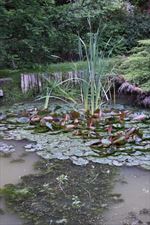zen garden mazury, Impresje Japońskie. Odpoczynek w otoczeniu bonsai., Leśniewo
