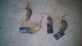 likwidacja szczurów