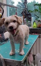 strzyżenie psów, Art Grooming & Zoologiqua Beata Gazecka, Poznań