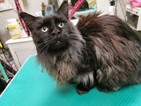 strzyżenie kotów, Art Grooming & Zoologiqua Beata Gazecka, Poznań