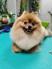 pielęgnacja psów, Art Grooming & Zoologiqua Beata Gazecka, Poznań