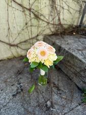 kwiaty cięte, Lido-Art. Kwiaciarnia, Poznań