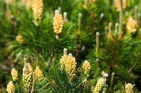 drzewka, Limba Przedsiębiorstwo Wielobranżowe Sprzedaż Choinek Roślin Ozdobnych Leszek Stachowicz, Kołobrzeg