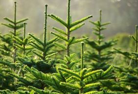 rośliny iglaste, Limba Przedsiębiorstwo Wielobranżowe Sprzedaż Choinek Roślin Ozdobnych Leszek Stachowicz, Kołobrzeg