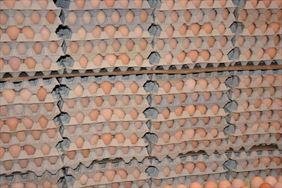 sprzedaż jaj, Kokodrob Ferma kur niosek Iwona Mirkowska, Karolina