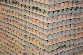 hurtowa sprzedaż jaj, Kokodrob Ferma kur niosek Iwona Mirkowska, Karolina