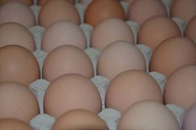 jajka od kur z wolnego wybiegu, Kokodrob Ferma kur niosek Iwona Mirkowska, Karolina