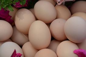 producent jajek, Kokodrob Ferma kur niosek Iwona Mirkowska, Karolina