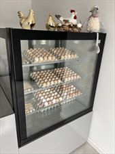 jaja klatkowe, Kokodrob Ferma kur niosek Iwona Mirkowska, Karolina