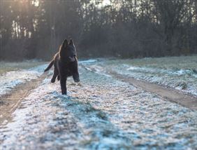 szkolenia psów, Kurpsiaki - Ośrodek Szkolenia Psów - Agata Ambros, Ostrołęka