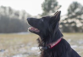 szkolenia psów myśliwskich, Kurpsiaki - Ośrodek Szkolenia Psów - Agata Ambros, Ostrołęka