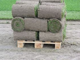 producent rolowanego trawnika, Trawa z rolki Krzysztof Perz, Lubiczów