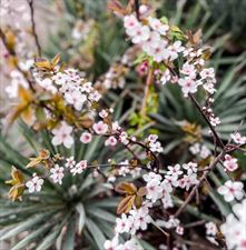 rośliny, Daglezja Józefów sp. z o. o., Józefów