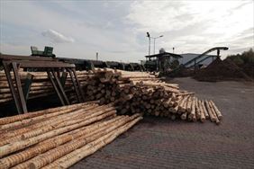 deski sosnowe, Tarkos Spółka Jawna Zakład produkcyjno-usługowy, Tomaszów