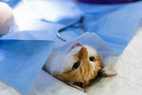 usługi weterynaryjne, Jamnik Weterynarz i lecznica weterynaryjna, Mińsk Mazowiecki