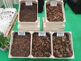 kora, Kor-Drew Sędek Dariusz, Sanie