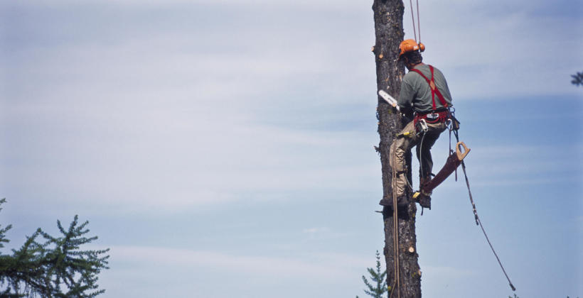 Prace arborystyczne – na czym one polegają?