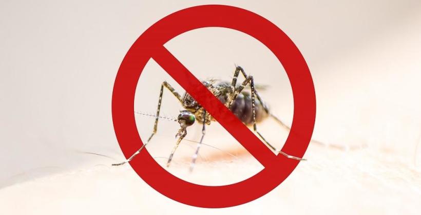 Oryginalne metody odstraszania komarów