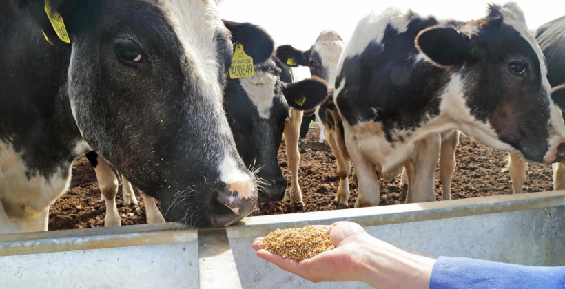 Aromaty jako niezbędne i zróżnicowane dodatki do pasz dla zwierząt hodowlanych Aromaty jako niezbędne i zróżnicowane dodatki do pasz dla zwierząt hodowlanych