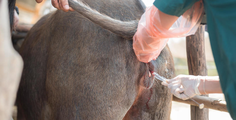 Jak przebiega inseminacja krowy w wykonaniu fachowców z firmy Insemica?