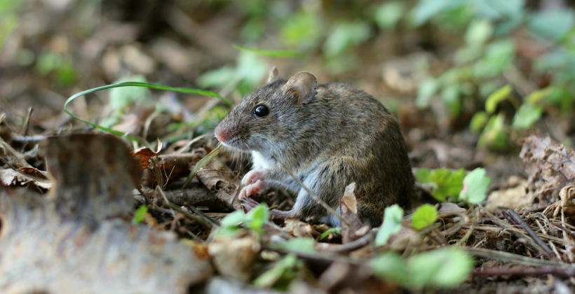 Deratyzacja – zwalczanie szczurów i myszy z firmą Killem Pest II