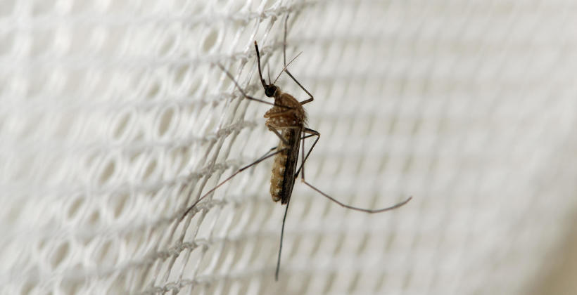 Odkomarzanie, czyli jak z przydomowego ogrodu pozbyć się nieproszonych „krwiopijców”? Odkomarzanie, czyli jak z przydomowego ogrodu pozbyć się nieproszonych „krwiopijców”?