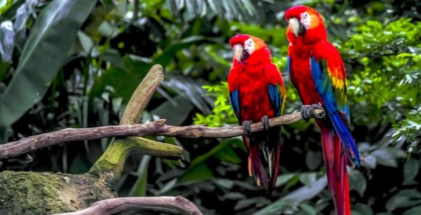 Świat papug dla początkujących