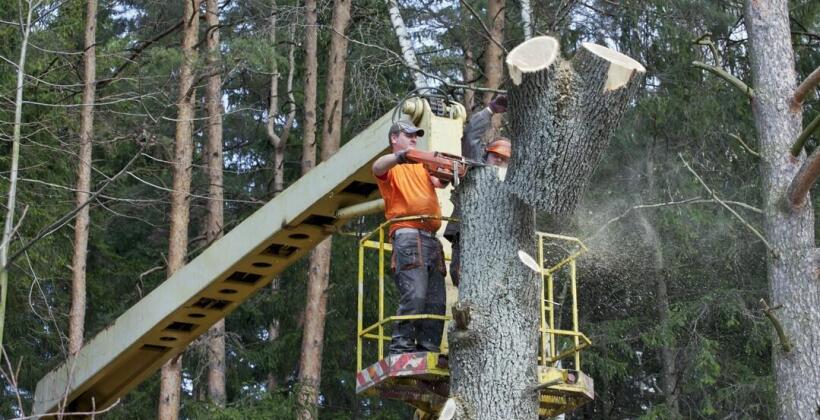 Jakie są rodzaje wykonywanych cięć drzew? Ekosystem Ekspertyzy Dendrologiczne, Projekty Gospodarowania Zielenią