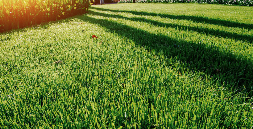 Trawa rolowana - co to takiego?