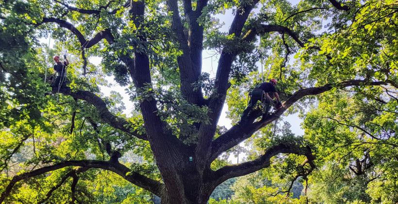 Jakie zadania mają arboryści? Jakie zadania mają arboryści?